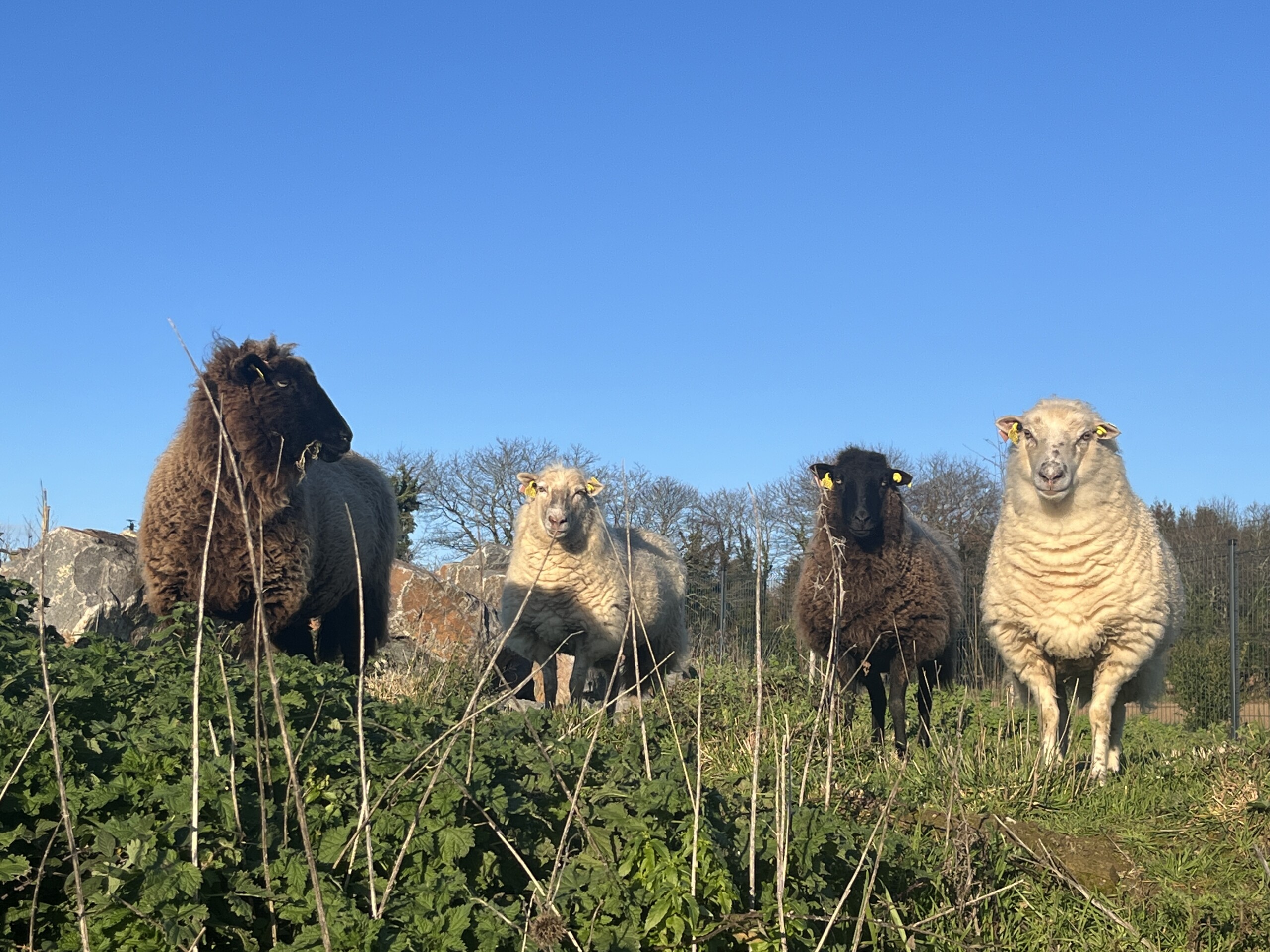 Eco-pâturage à l'agence de Concarneau